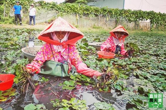 守護水雉 脫殼菱角仁(四角菱)