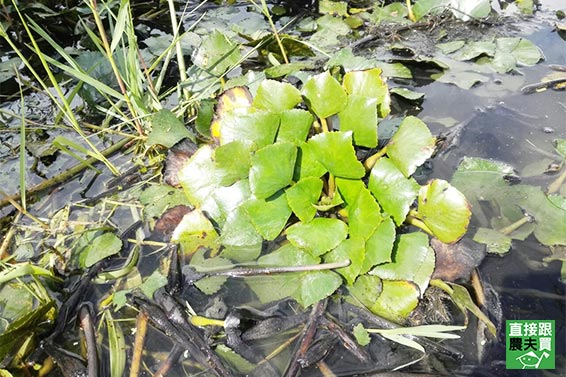 守護水雉 脫殼菱角仁(四角菱)