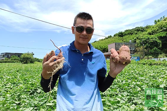 綿香! 無農藥金山紅地瓜(台農66)