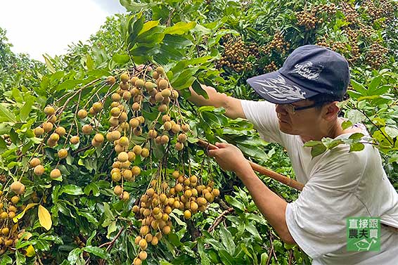  與小村共好 新鮮老欉龍眼