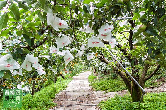 秋之紅 本土蜜蘋果「惠」