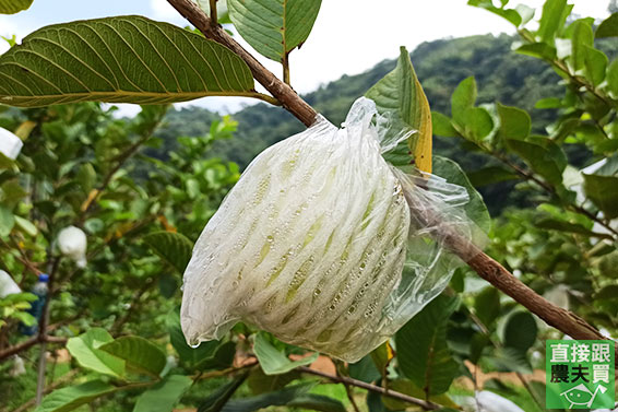 有機時令綜合芭樂箱（三種以上）