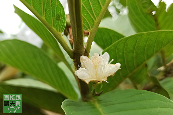 有機時令綜合芭樂箱（三種以上）