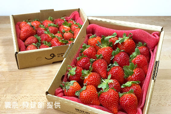 本土有機草莓