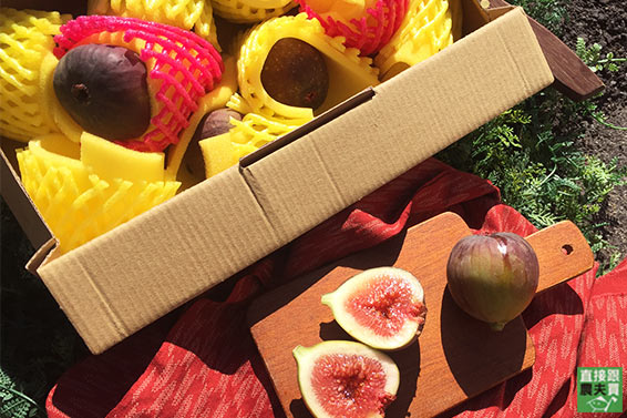 直接跟農夫買 心花朵朵開有機無花果