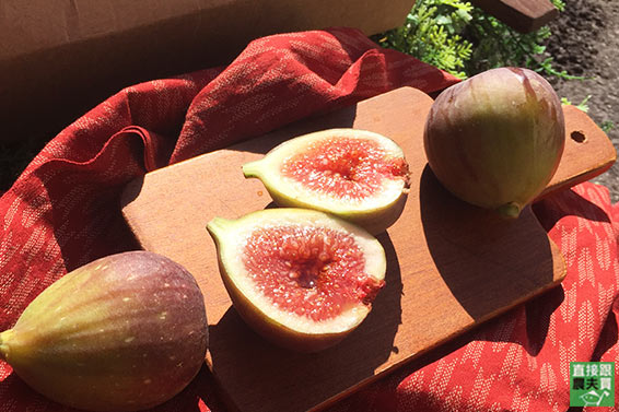 直接跟農夫買 心花朵朵開有機無花果