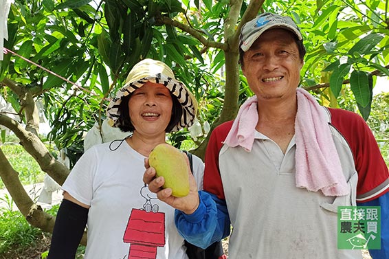 幸運草生！ 爆漿茂谷柑