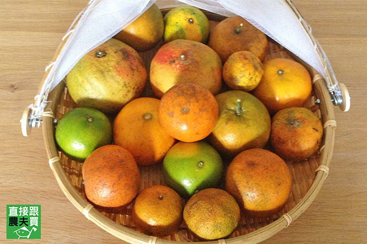 柑橘控必看！十種當季必吃柑橘特色大解密！