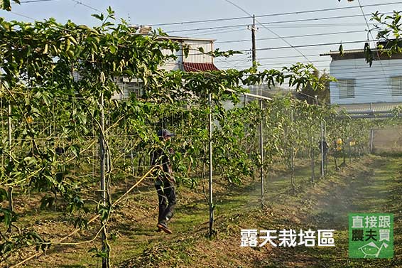 哇！超飽滿！毛筆神功無農藥百香果