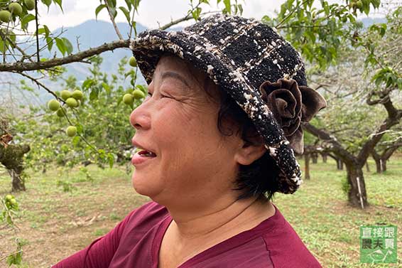 梅子季！有機手採青梅