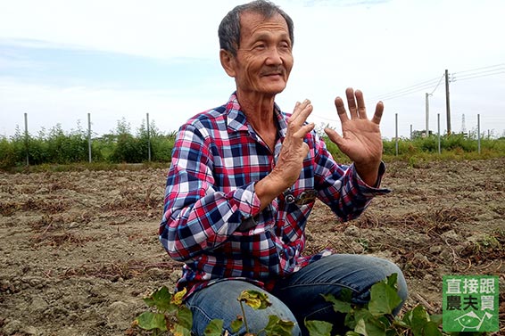 無農藥 安納地瓜