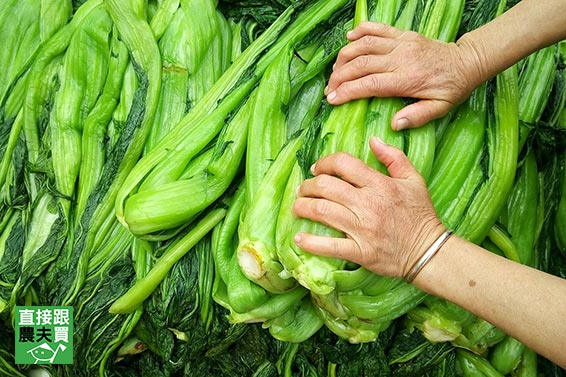 客家美味！梅干扣肉粽