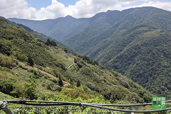 罕見！無農藥拉拉山水蜜桃(五月桃)