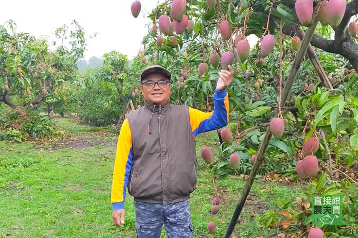 甜美粉紅佳人 玉文芒果