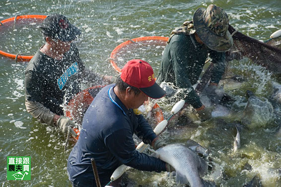 海水養兩年！ 去刺金目鱸魚片