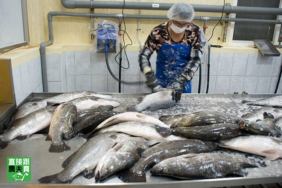 海水養兩年！ 去刺金目鱸魚片