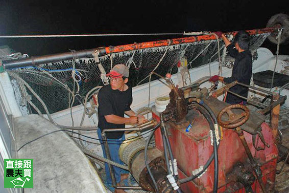 永續海洋 澎湖野生黑劍蝦