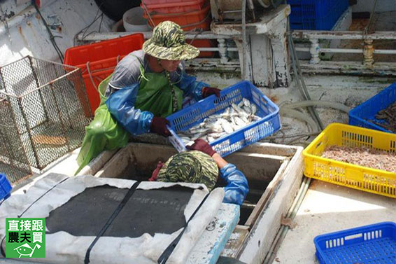 永續海洋 澎湖野生劍蝦仁