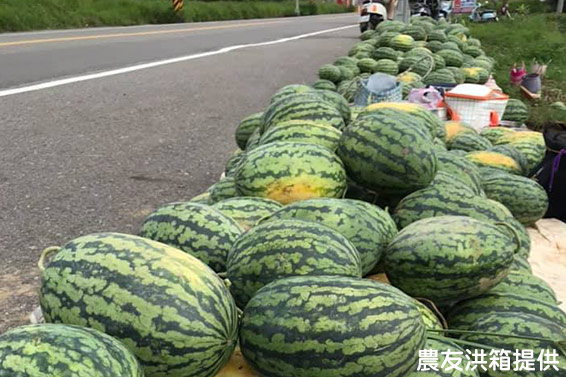 灣寶名產！有機甜美人西瓜