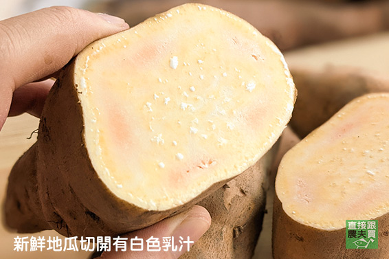 甜蜜鬆綿！ 無農藥黃金地瓜(台農57)
