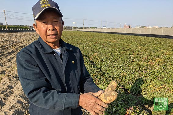 甜蜜鬆綿！ 無農藥黃金地瓜(台農57)