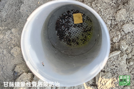 甜蜜鬆綿！ 無農藥黃金地瓜(台農57)