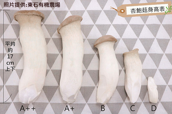 珍稀特Ａ級 有機杏鮑菇禮盒