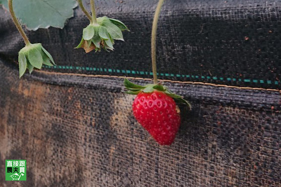 這些本土草莓你認識幾種？