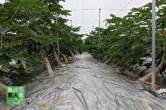 口齒留香！ 有機轉香水木瓜