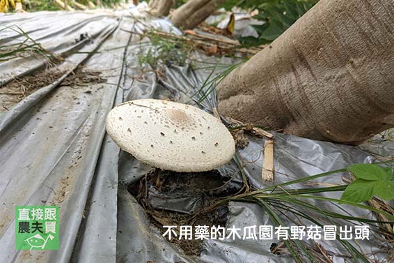 口齒留香！ 有機轉香水木瓜