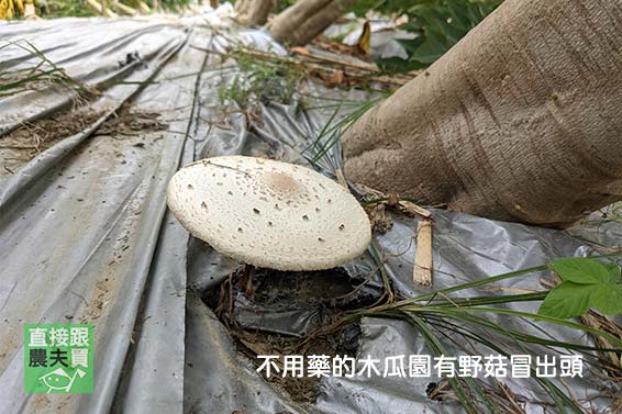 口齒留香！ 有機香水木瓜