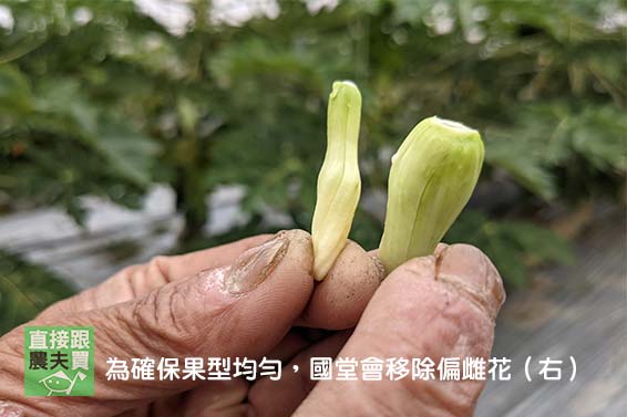 口齒留香！ 有機轉香水木瓜