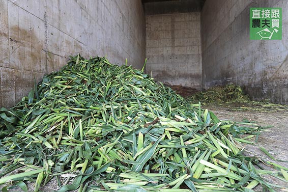 本土產安格斯黑牛 紐約客牛排