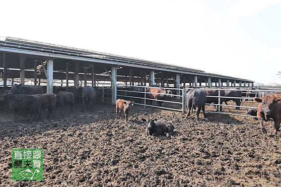 本土產安格斯黑牛 滷牛4天王（牛肋、牛腱、牛腩、半筋半肉牛頸花） 