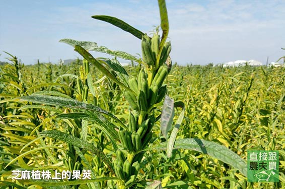 酥香不甜膩！手工黑芝麻糖