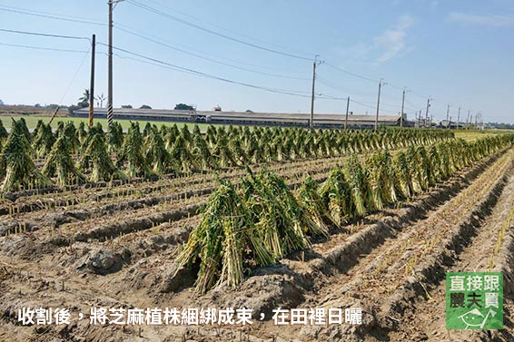 酥香不甜膩！手工黑芝麻糖