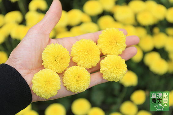 本土安心 黃金杭菊(菊花茶)