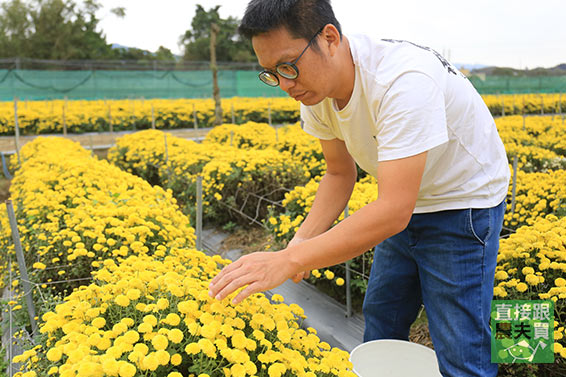 本土安心 白杭菊(菊花茶)