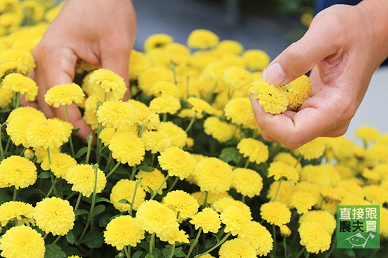 本土安心 黃金杭菊(菊花茶)