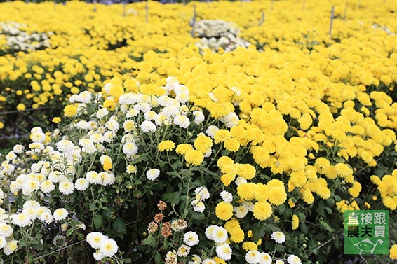 生津降火 本土黃杭菊（菊花茶）