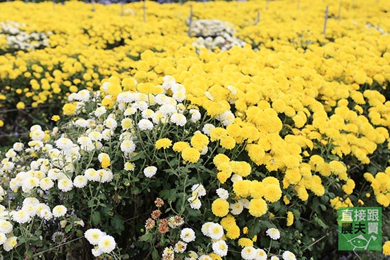 本土安心 黃金杭菊(菊花茶)