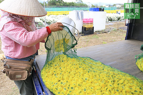 本土安心 黃金杭菊(菊花茶)