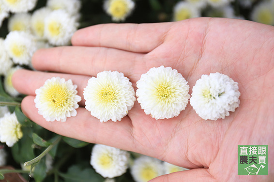 3C族良伴 本土白杭菊（菊花茶）
