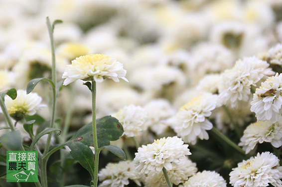 本土安心 白杭菊(菊花茶)