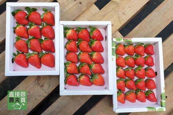 （79折起）苗栗大湖 綜合紅草莓百寶盒