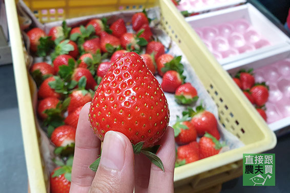 苗栗大湖 綜合紅草莓百寶盒