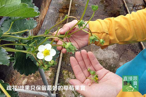 特殊葡萄香！ 日系紅顏草莓