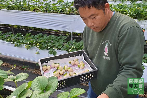 苗栗大湖 三色草莓百寶盒