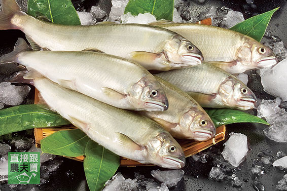 脂美肉甜 宜蘭湧泉頂級香魚（公/母）