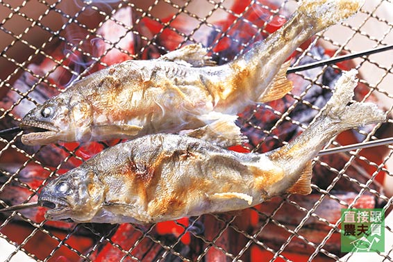 脂美肉甜 宜蘭湧泉頂級香魚（公/母）